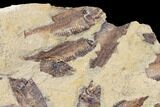 Fossil Fish (Gosiutichthys) Mortality Plate - Lake Gosiute #130019-3